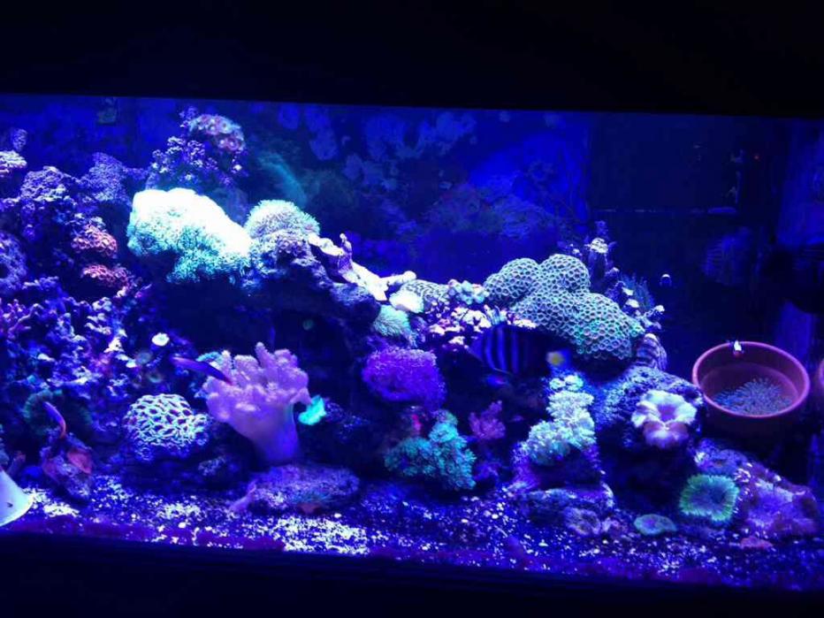 ImageUploadedByReef2Reef Aquarium Forum1386280672.476129.jpg