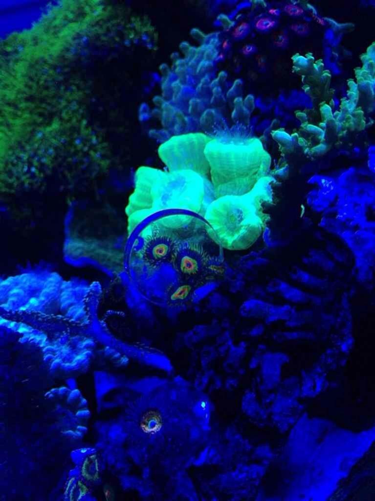 ImageUploadedByReef2Reef Aquarium Forum1386641072.560764.jpg