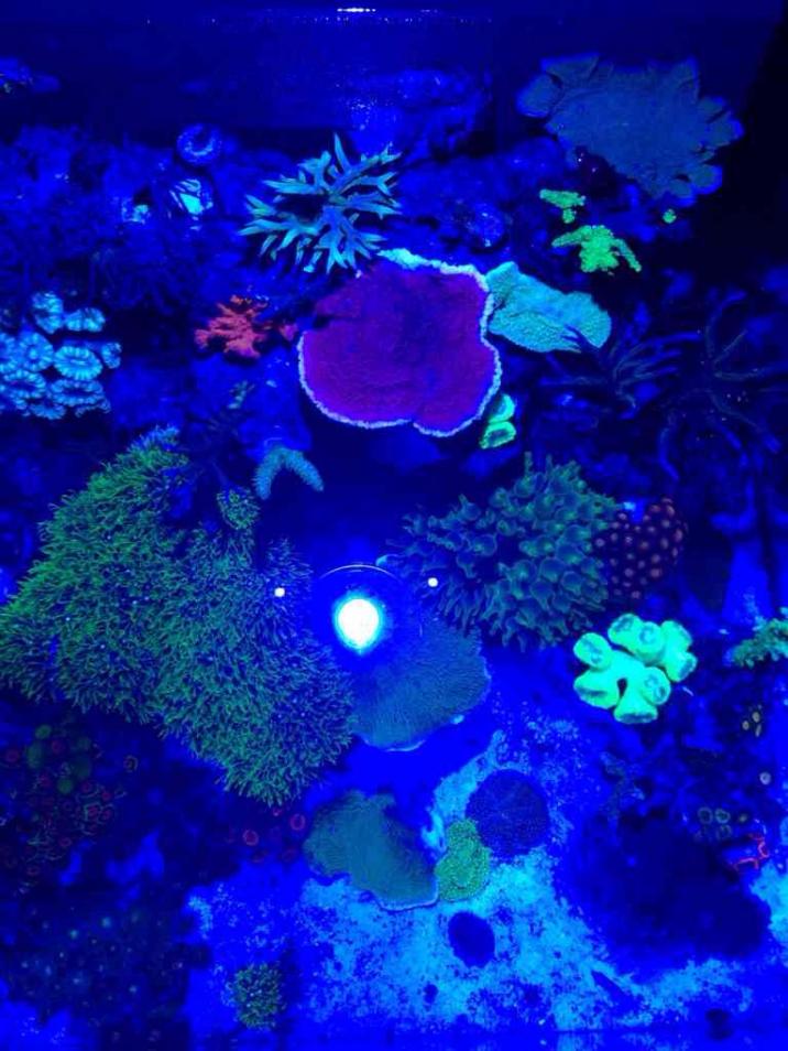 ImageUploadedByReef2Reef Aquarium Forum1386641096.308924.jpg