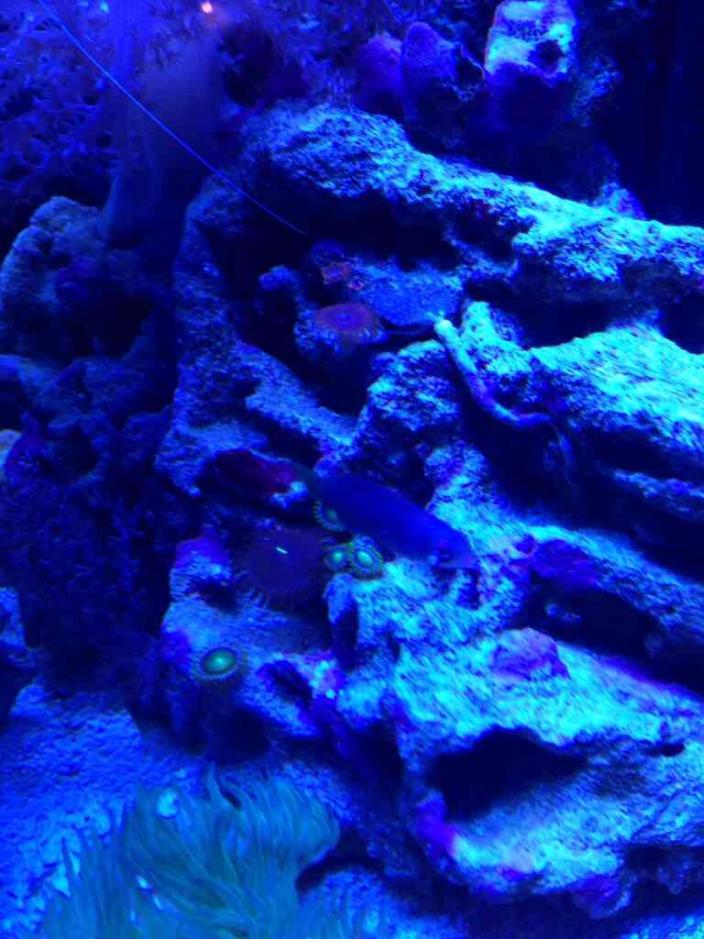 ImageUploadedByReef2Reef Aquarium Forum1387920736.868712.jpg