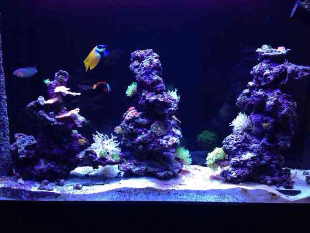 ImageUploadedByReef2Reef Aquarium Forum1389920433.352268.jpg