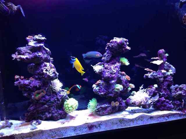 ImageUploadedByReef2Reef Aquarium Forum1389920491.603271.jpg