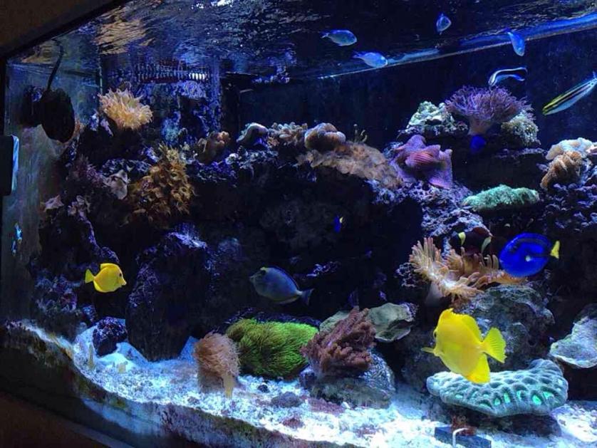 ImageUploadedByReef2Reef Aquarium Forum1390496840.030263.jpg