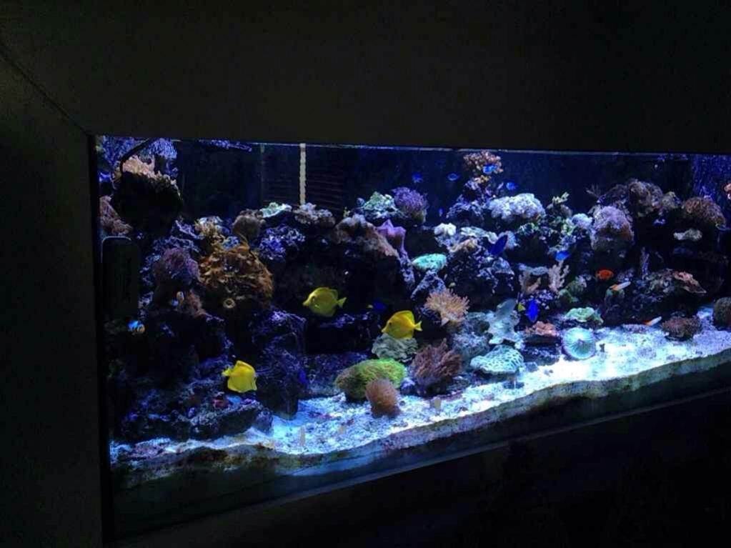 ImageUploadedByReef2Reef Aquarium Forum1390496914.947398.jpg