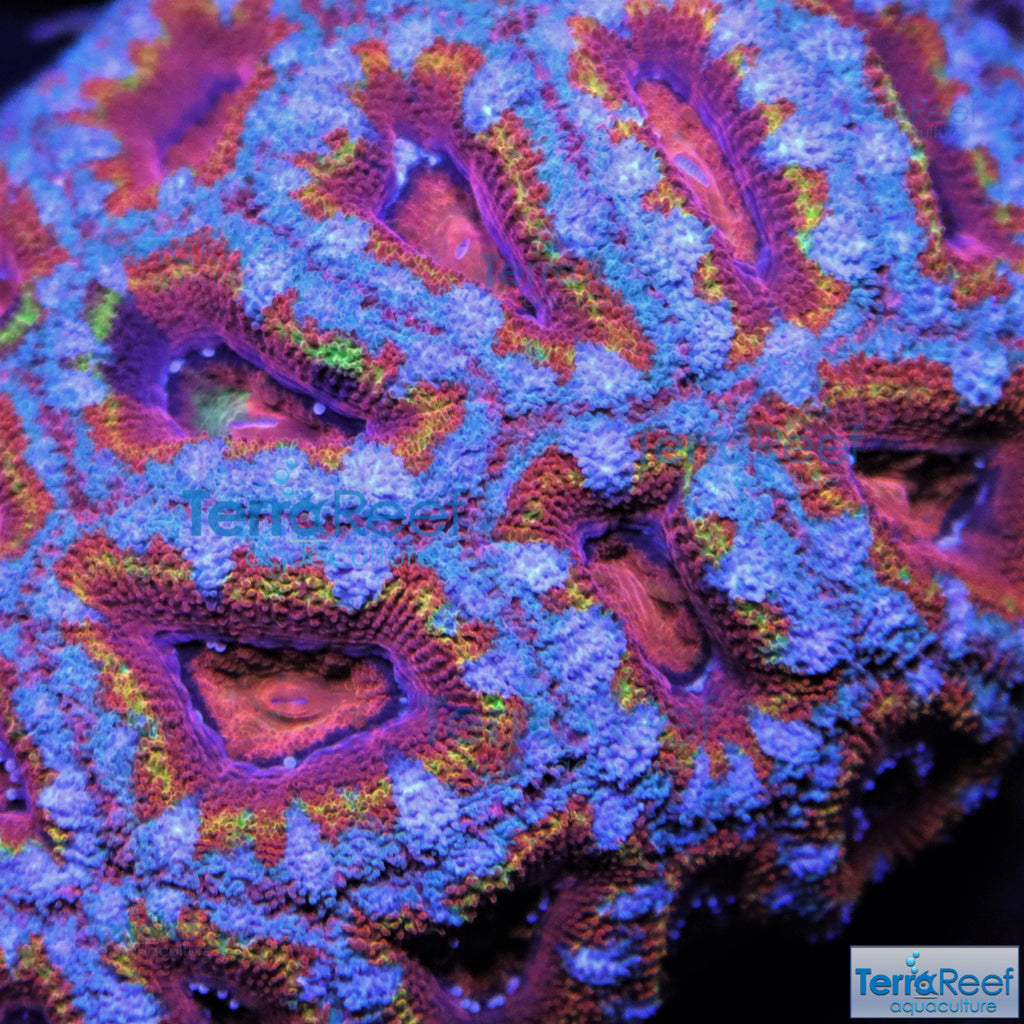 IMG_0319-Red-Acan-Lord-Micromussa-lordhawensis-frag_298c38cc-9f50-46d3-92c6-546f6598778b_1024x...jpg