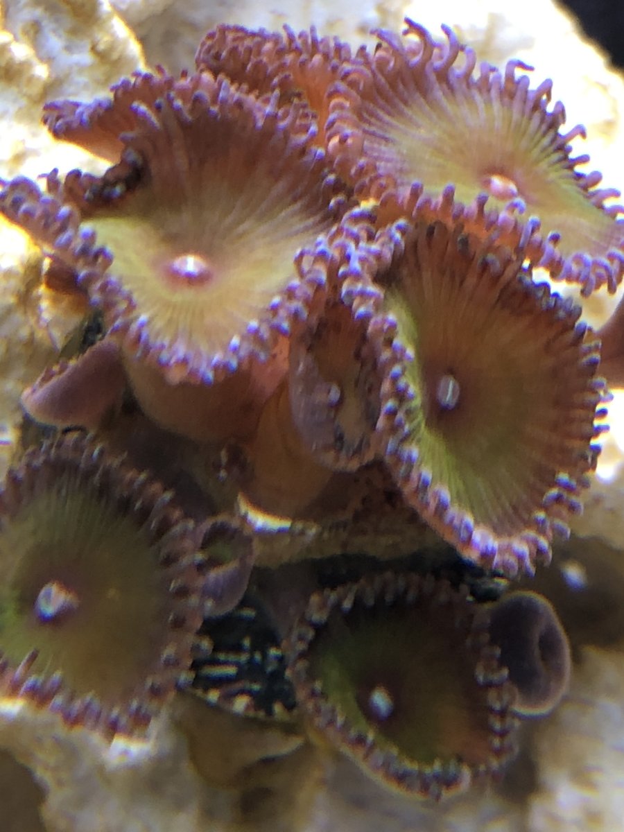 New CJ zoa 