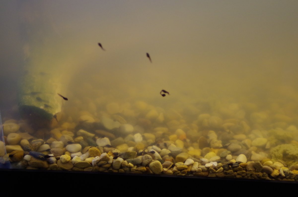 IMGP1705_TADPOLES_E.jpg