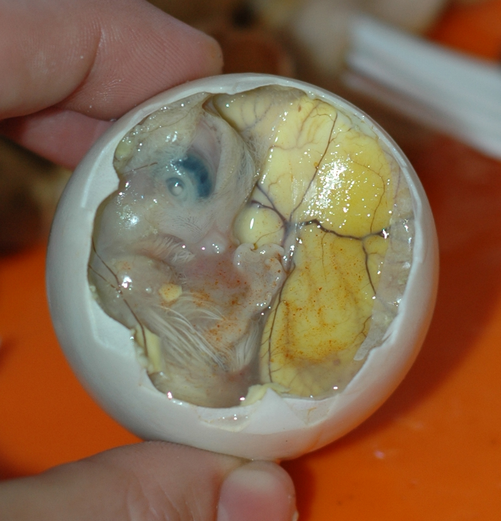 Inside_a_Balut_-_Embryo_and_Yolk.jpg