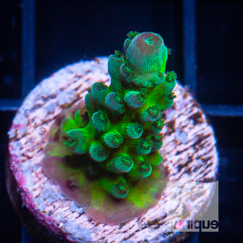 Interesting Acropora 59 36.jpg