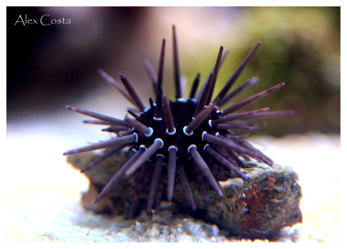 Invert2 - urchin.jpeg