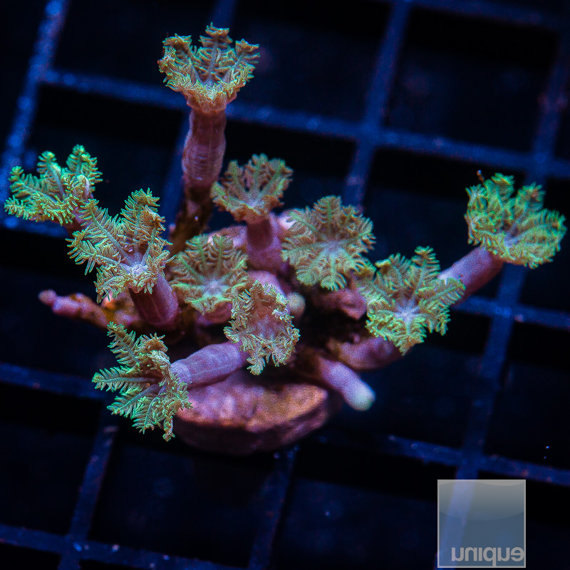 Jade Clove Polyps 44 15.JPG