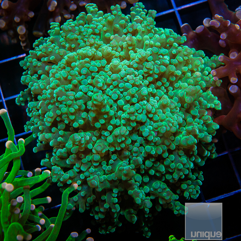 Jade Frogspawn 129 85.JPG