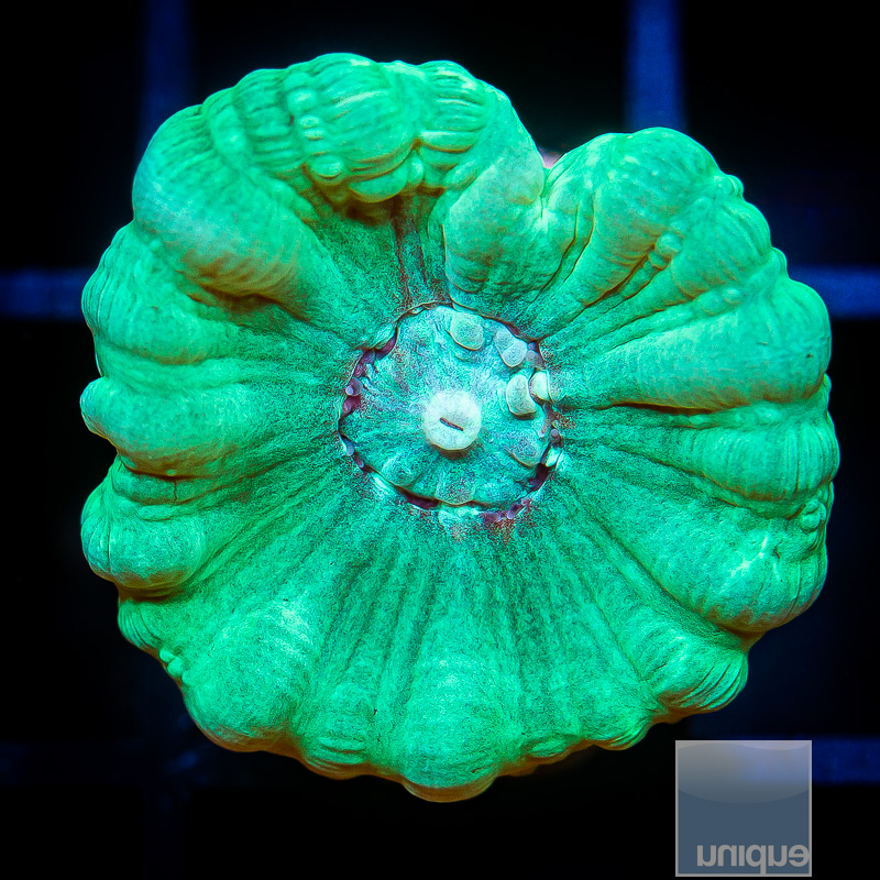 Jade Trumpet Coral 24 10.JPG