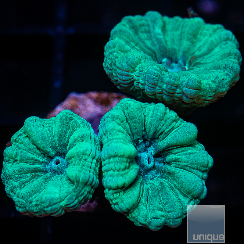 Jade Trumpet Coral 34 20.JPG