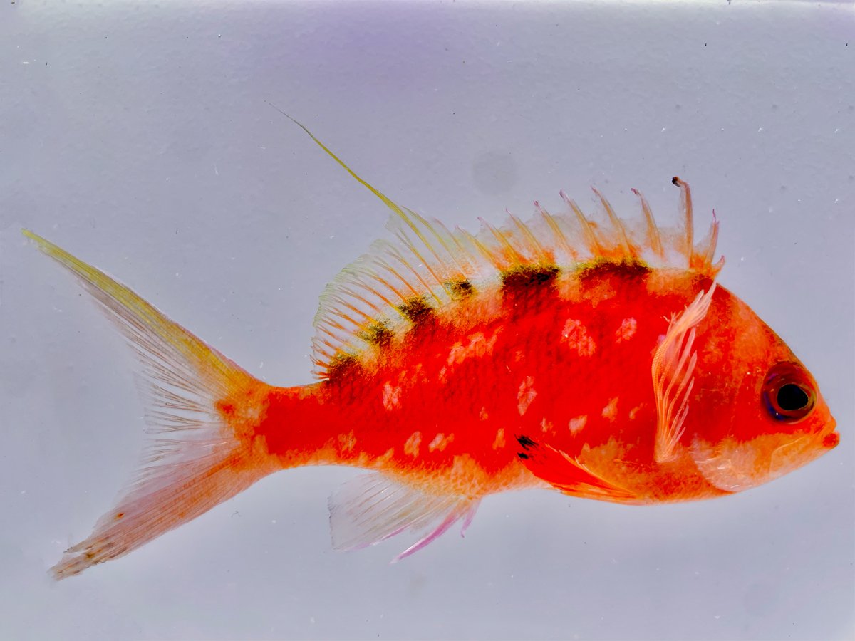 Japanese Cherry Anthias Male.jpg