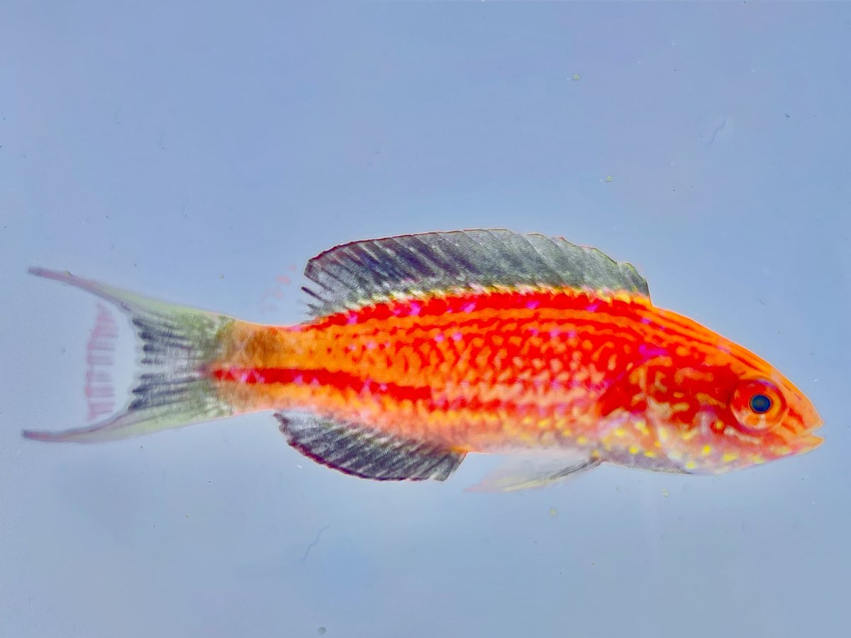 Japanese Lunate Wrasse.jpg