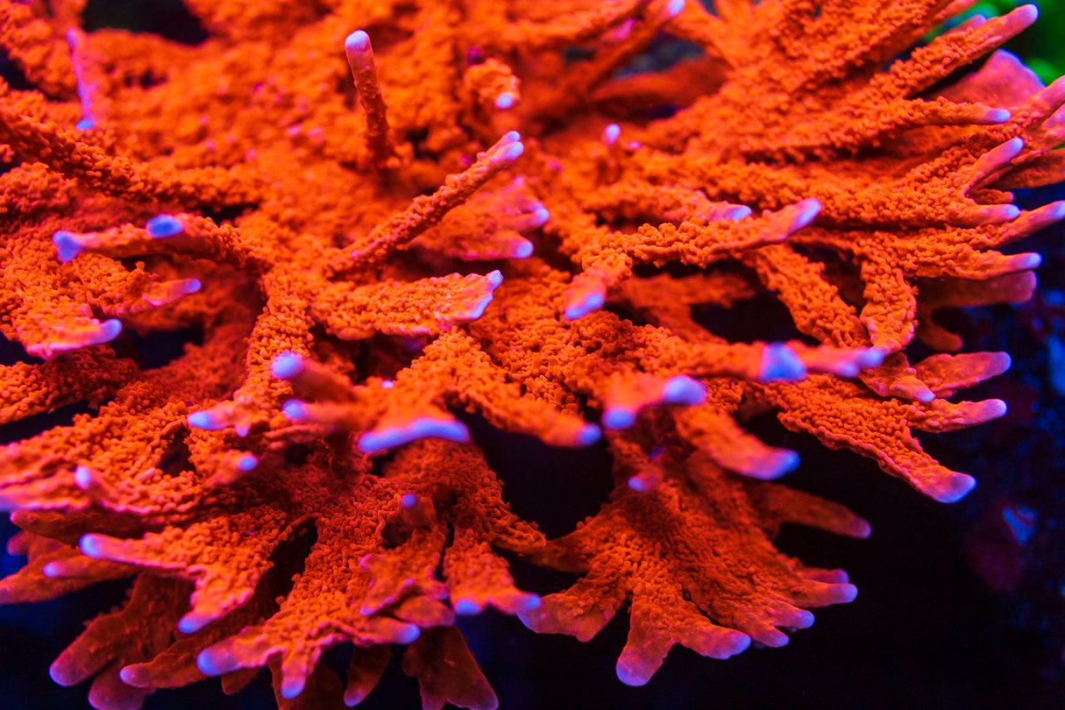 Jason_Fox_Fire_Starter_Montipora_9192.jpg