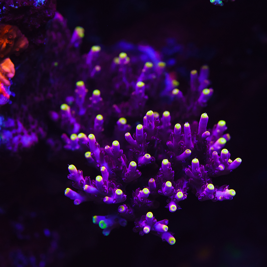 Jason_Fox_Fox_Flame_Acropora_WCS08665-SM.jpg