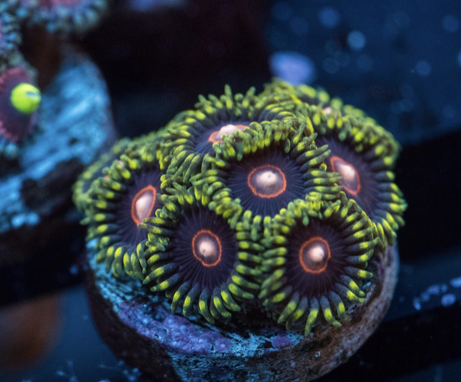 JAWBREAKER HORNET ZOANTHID.jpg