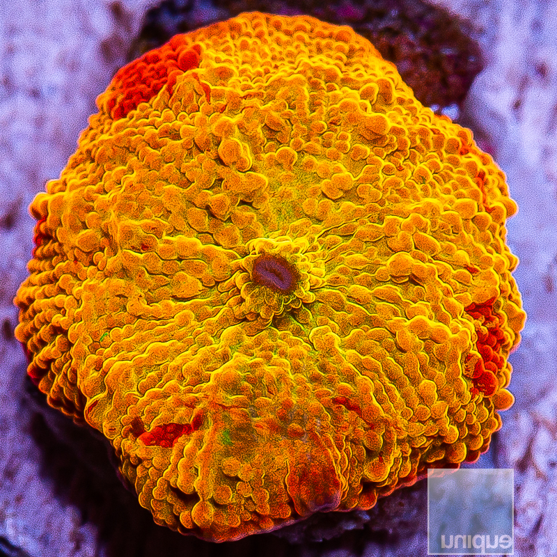 Jawbreaker Mushroom 259 200.JPG