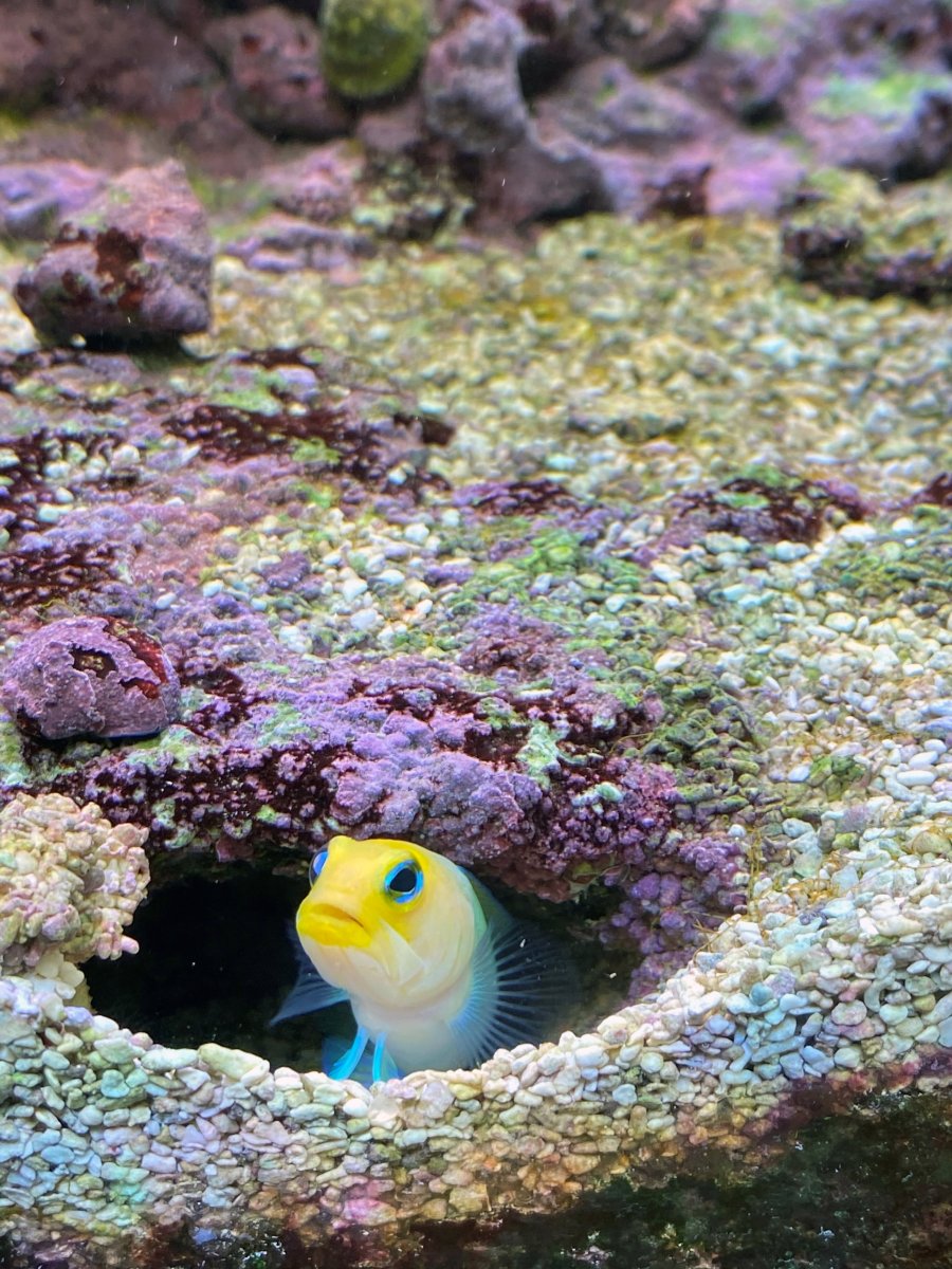 jawfish.jpg