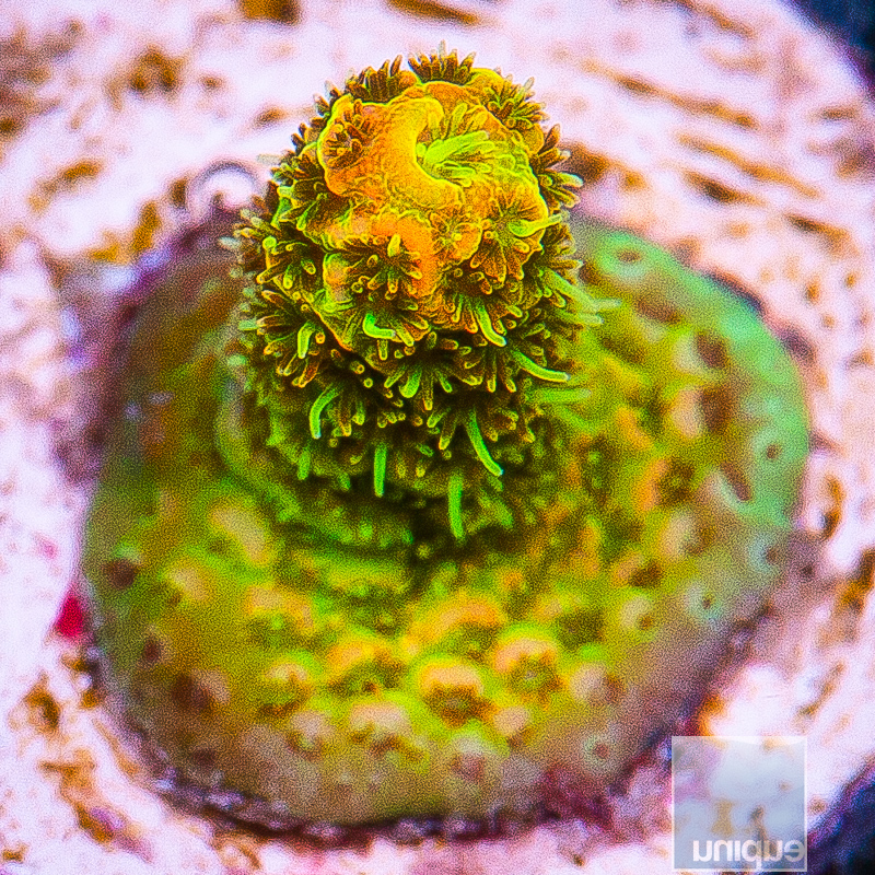 JC-Acid Trip Millepora 99 75.JPG