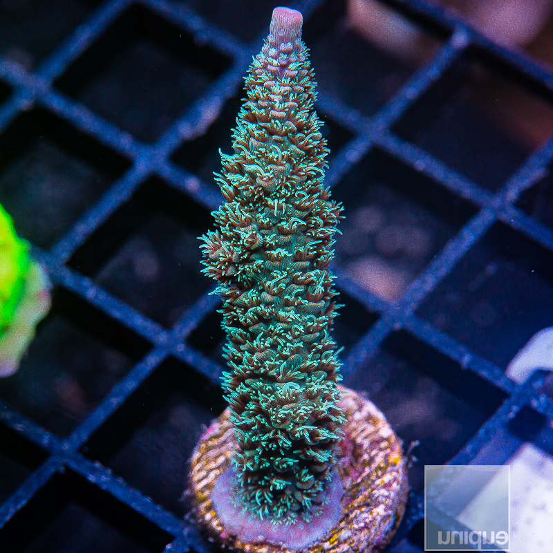 jc-Acropora Abrolhensis 59 36.JPG