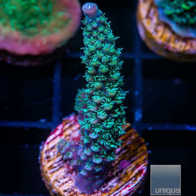 JC-Acropora Abrolhensis 79 36.JPG