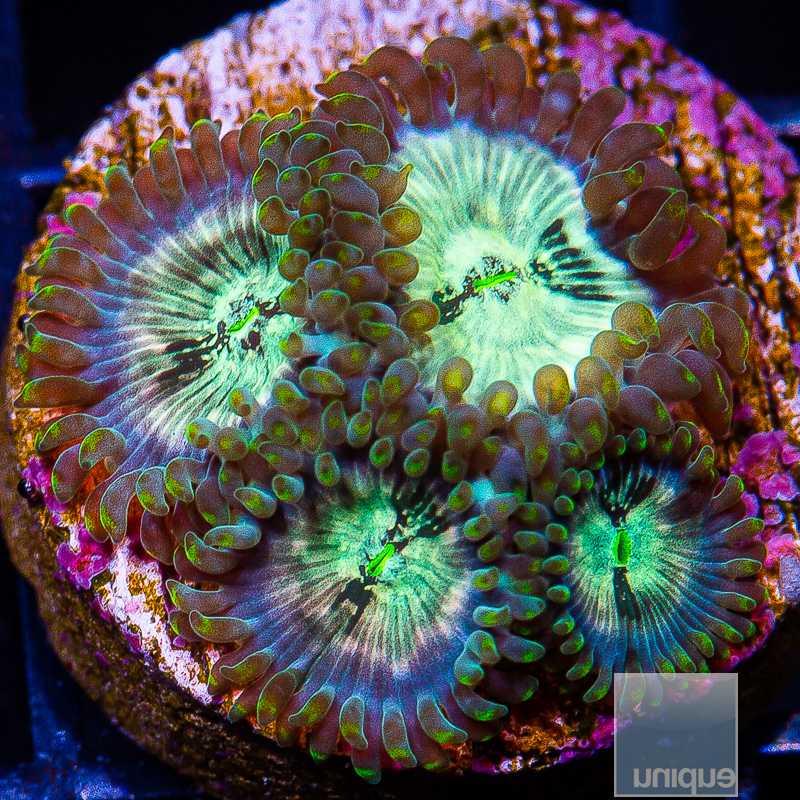 jc-BCF Pink Splash Zoanthid 44 21.JPG