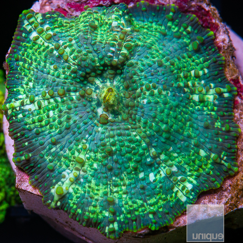 JC-Blue and Green Splattered Discosoma 129 65 (1).JPG