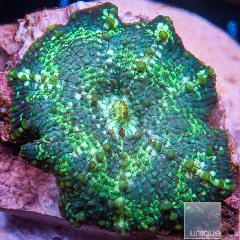 JC-]Blue and Green Splattered Discosoma 129 70.JPG