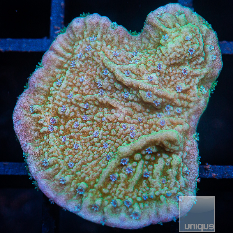 JC-Blue Polyp Capricornus 34 10.JPG