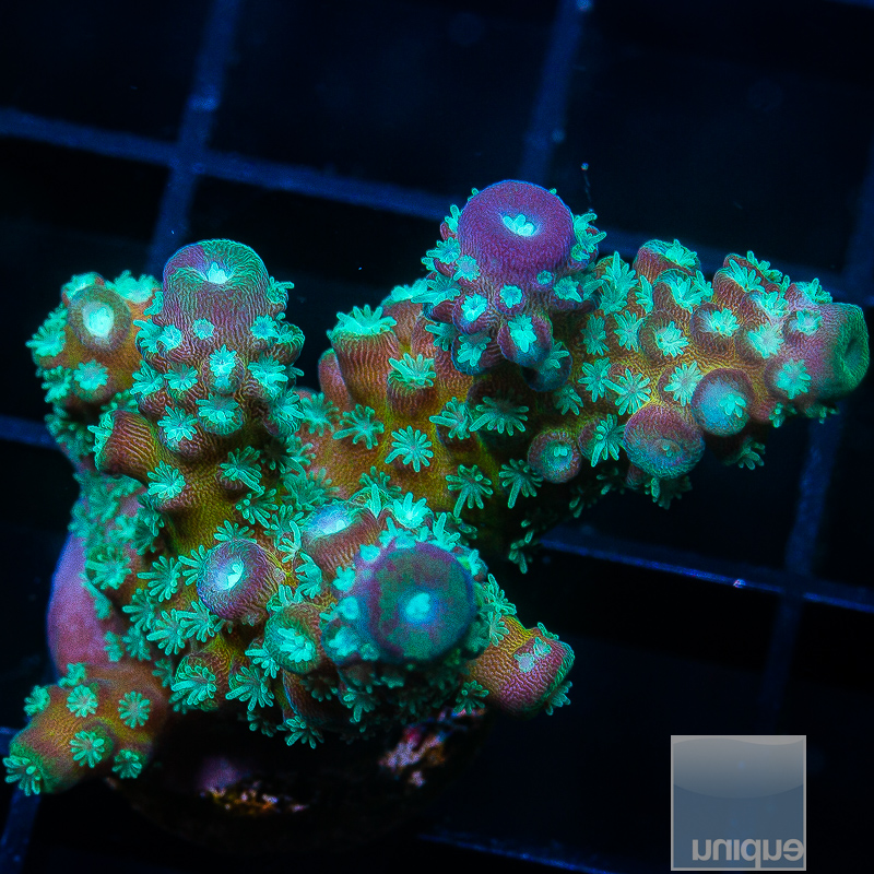 JC-Blue Polyp Humulis 99 65.JPG