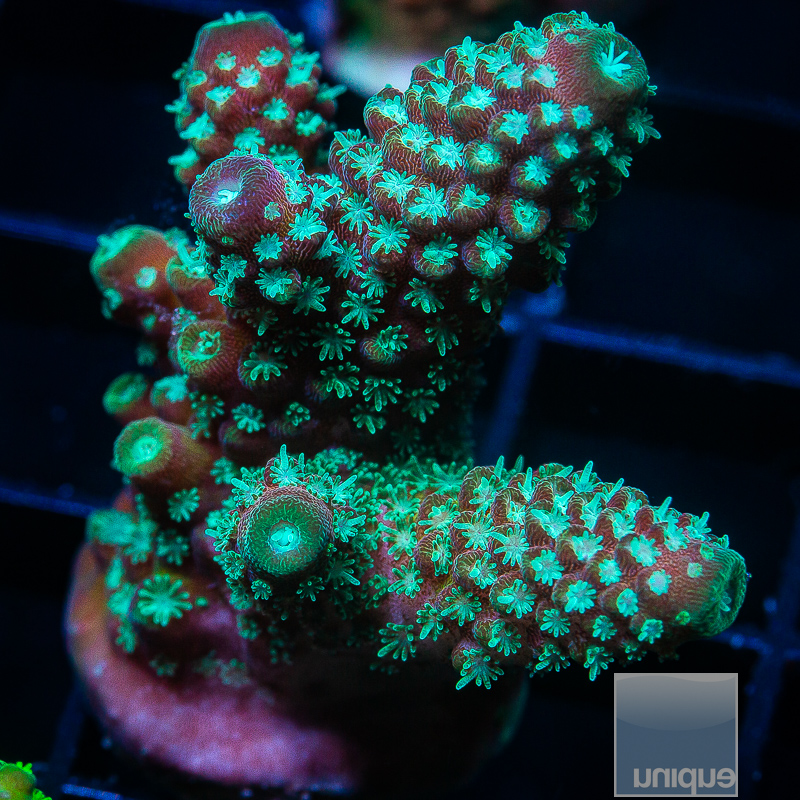 JC-Blue Polyp Humulis 99 77.JPG