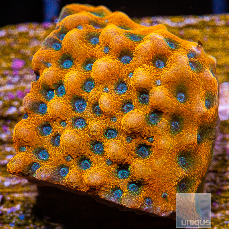 jc-Blue Polyp Montipora 79 36.JPG