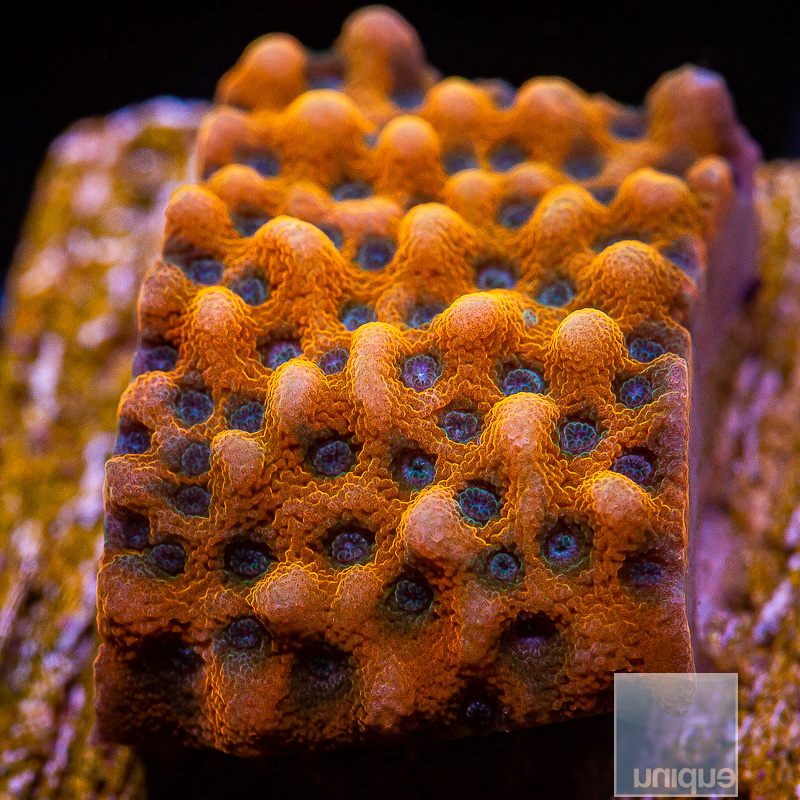 jc-Blue Polyp Montipora 89 46.JPG