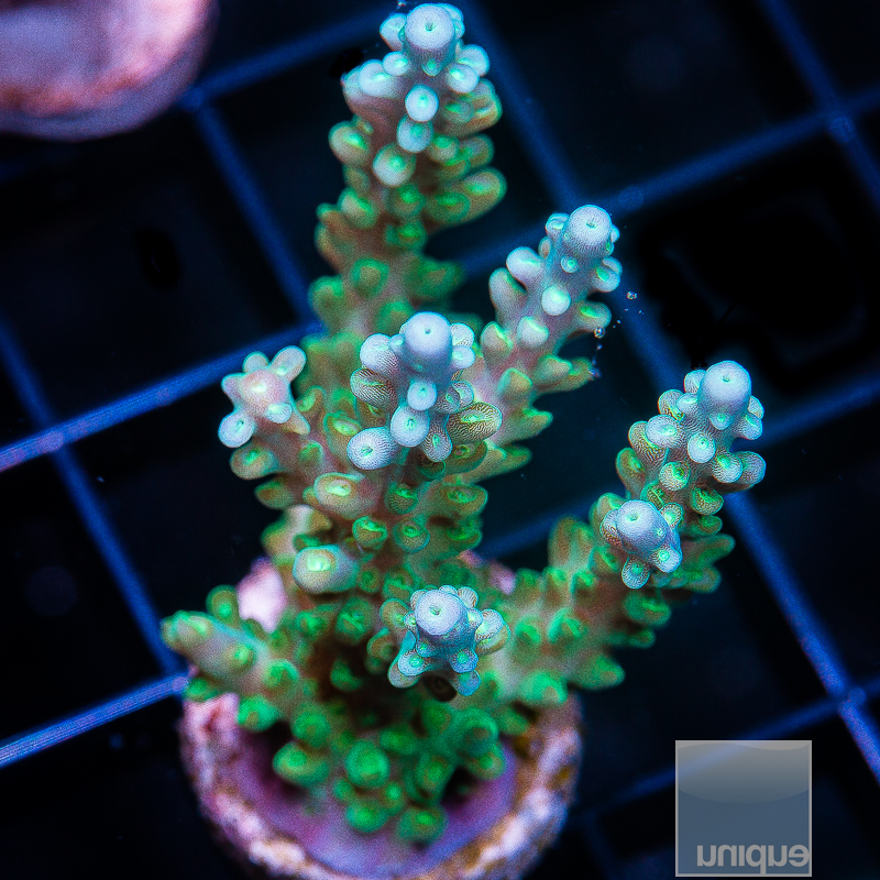 jc-Blue Tip Acropora 69 25.JPG