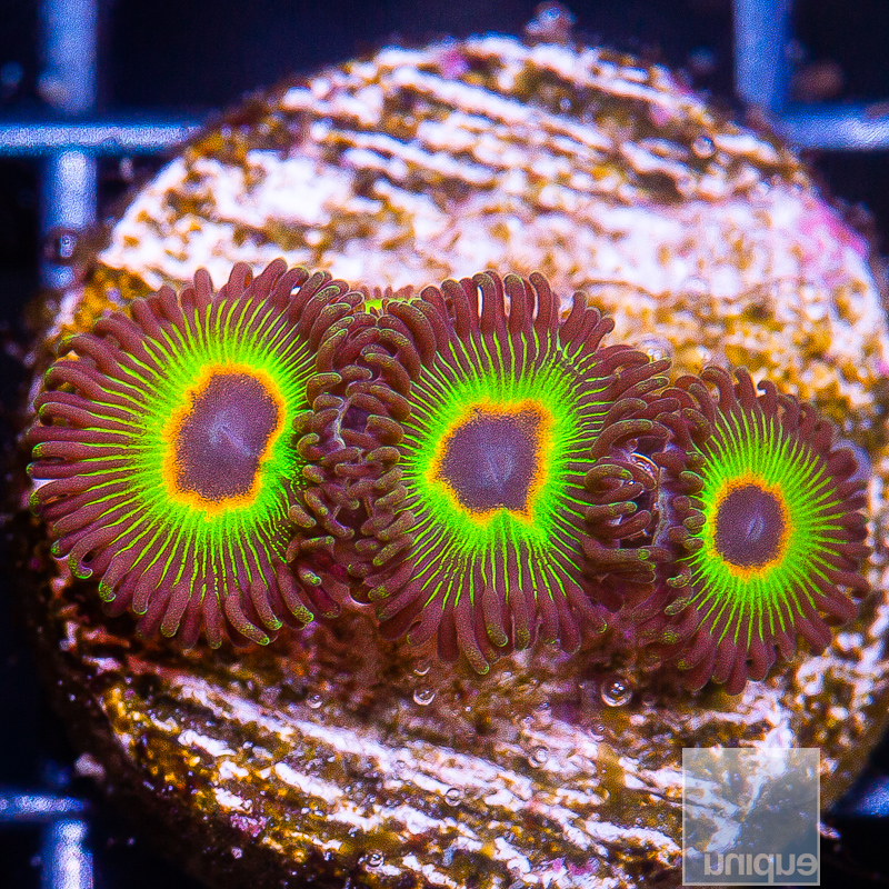 JC-Bob Marley Zoanthid 34 22.JPG