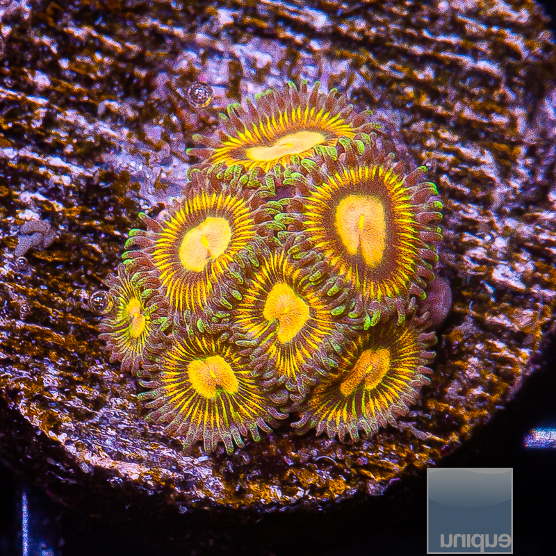 JC-Buttmuncher Zoanthid 119 74.JPG