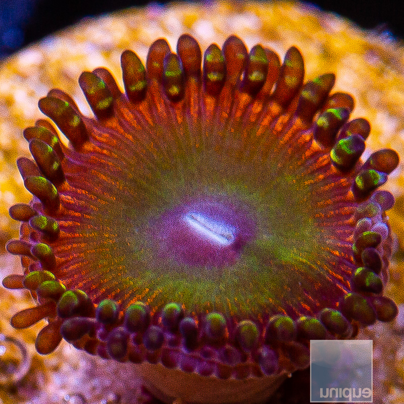 jc-Candy Apple Red Zoanthid 15 5.JPG