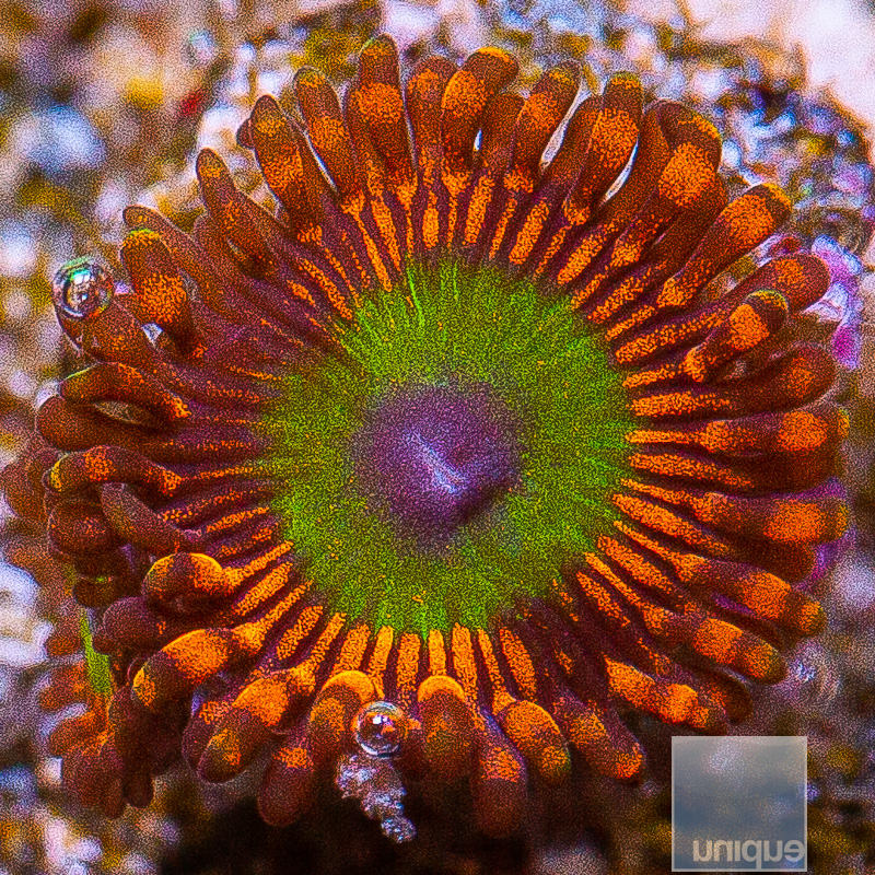 jc-Candy Apple Red Zoanthid 19 5.JPG