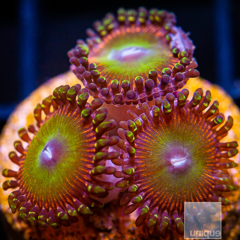 jc-Candy Apple Red Zoanthid 46 28.JPG