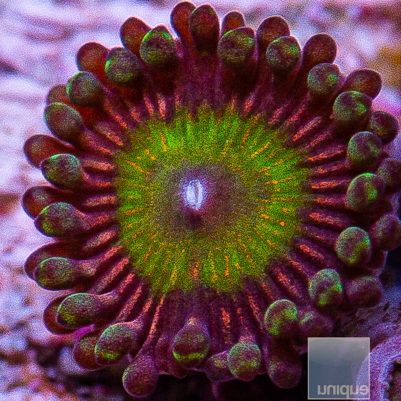 jc-Candy Apple Zoanthid 15 5.JPG