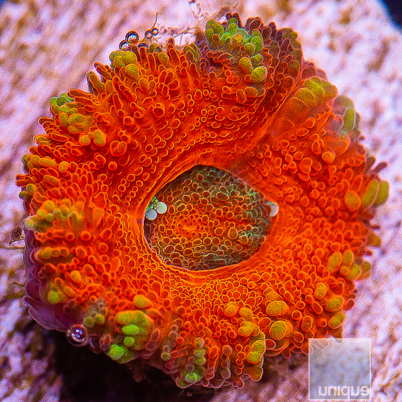 JC-Cherry Red Acan Lord 22 10.JPG