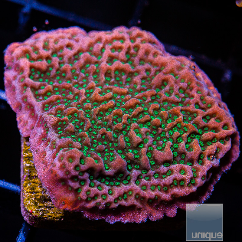 jc-Cherry Tree Montipora 59 26.JPG