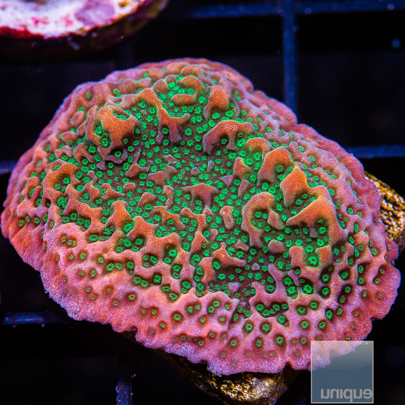 jc-Cherry Tree Montipora 59 36.JPG