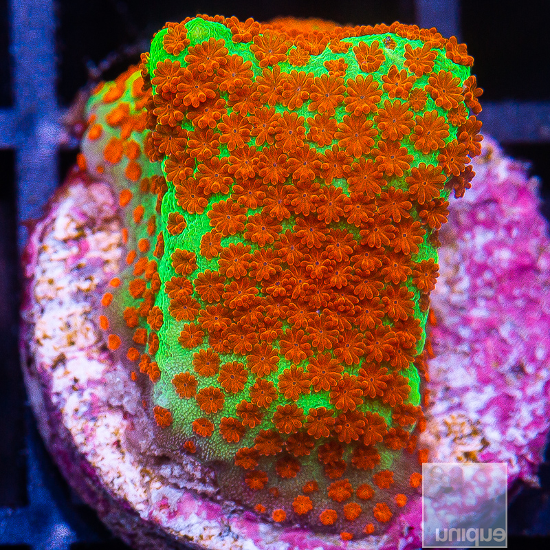 JC-Chili Pepper Montipora 49 26.JPG