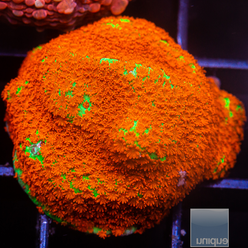 JC-Chili Pepper Montipora 59 24.JPG