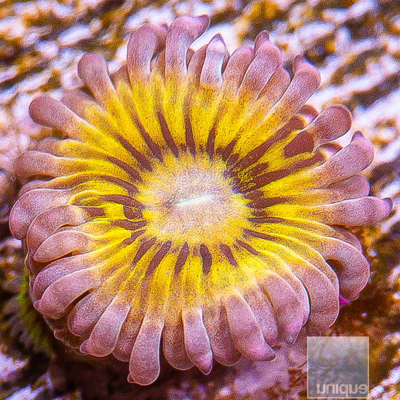 JC-Chiquita Zoanthid 18 10.JPG