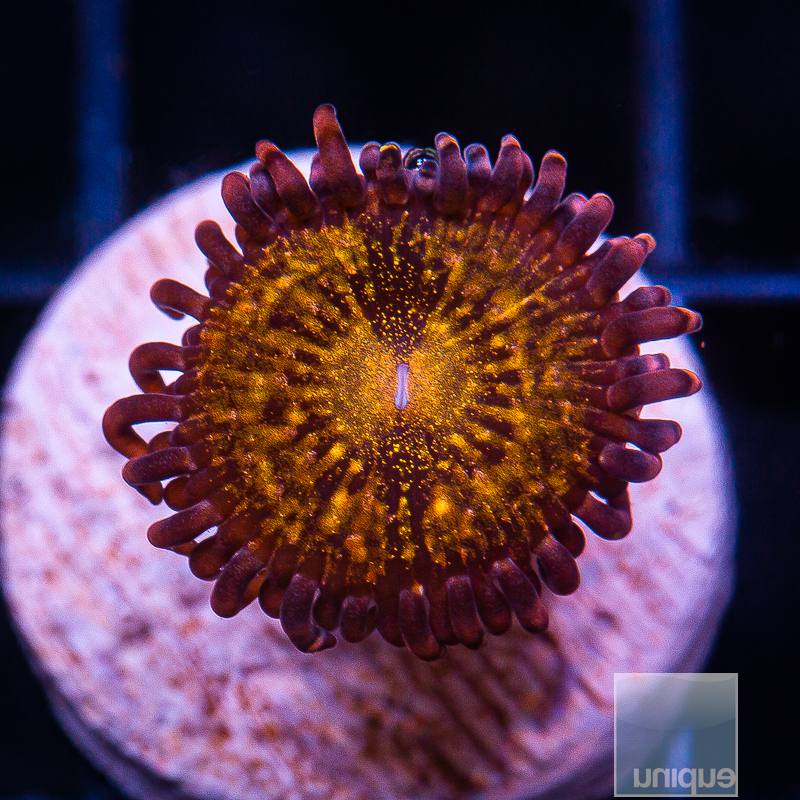 JC-Cinnamon Apple Zoanthid 15 5.JPG